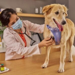 Veterinários